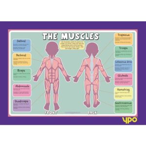 Human Body Muscles Poster. School supplies from teachtastic