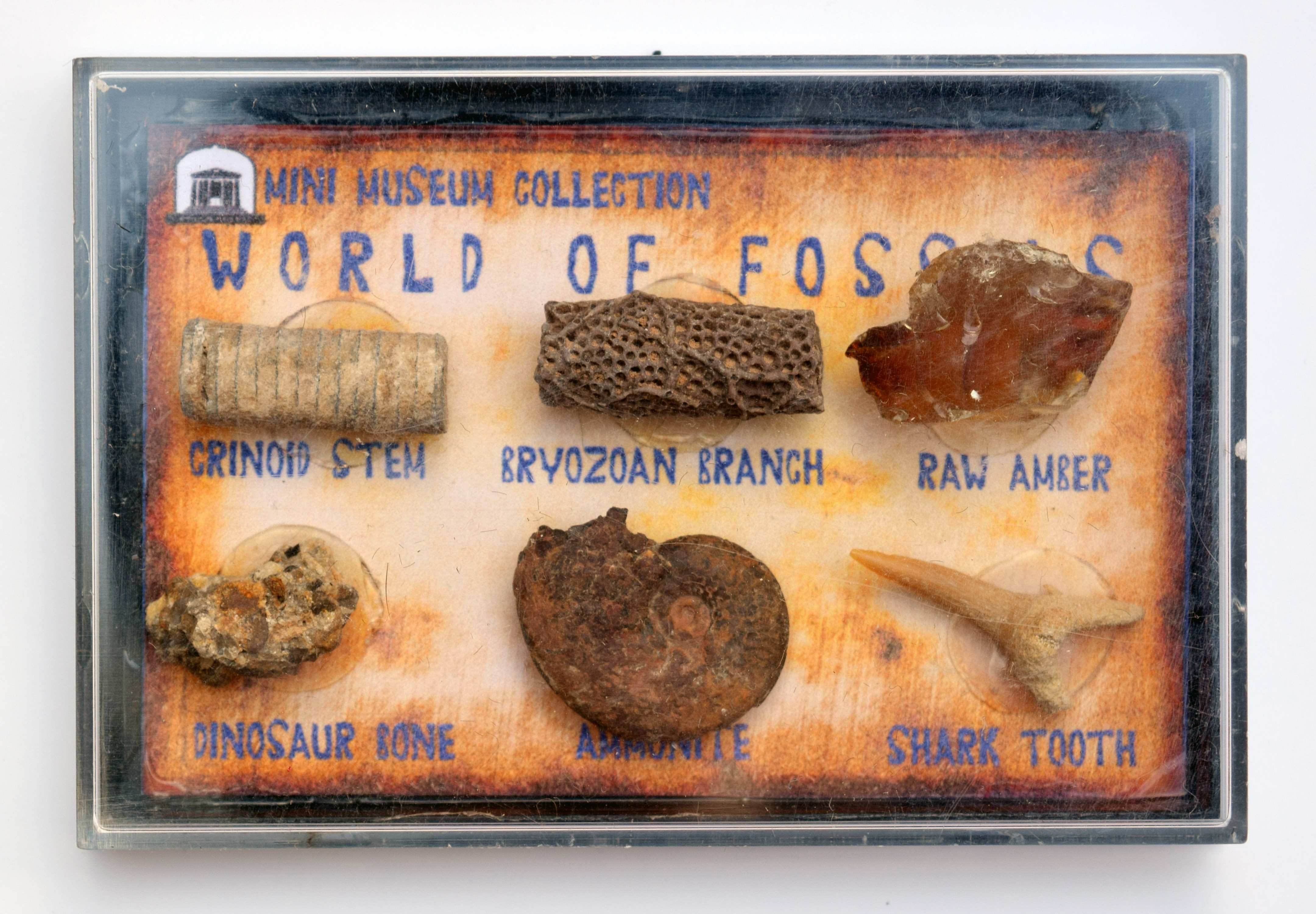 Fossil Box Collection – TeachTastic Education
