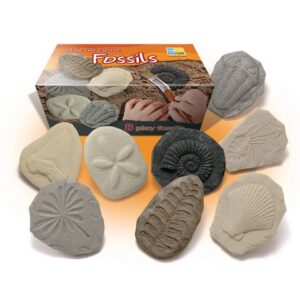 Fossil Play Set