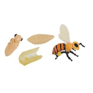 Honey Bee Life cycle